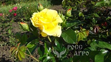 Миниатюрная роза жёлтая, саженец. Интернет магазин ross-agro.ru