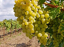 Саженцы винограда Италия Интернет магазин ross-agro.ru