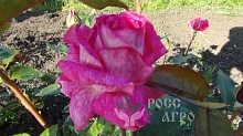 Роза чайно гибридная Роз Гожар Интернет магазин ross-agro.ru