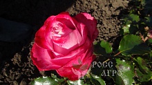 Роза чайно гибридная Второе Удовольствие Интернет магазин ross-agro.ru