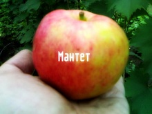 Саженцы яблони Мантет Интернет магазин ross-agro.ru